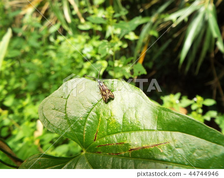 Kisuhosho Madara 44744946