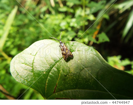 Kisuhosho Madara 44744947