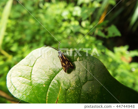 Kisuhosho Madara 44744948