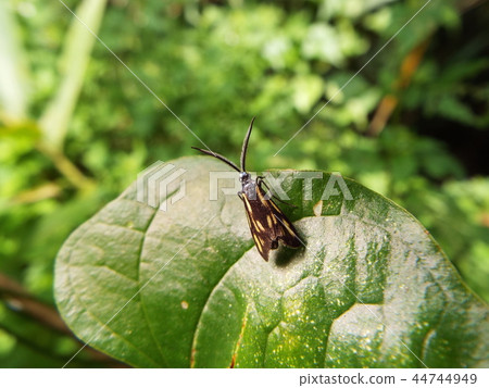 Kisuhosho Madara Kisuhosho Madara 44744949