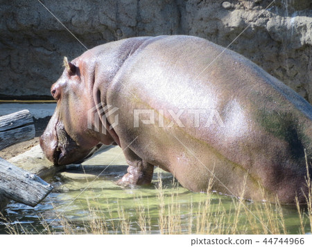 Hippopotamus Hippopotamus 44744966