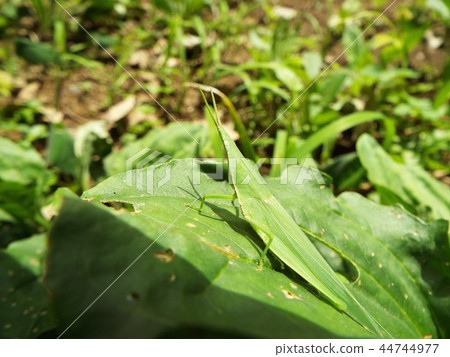 Atractomorpha lata 44744977