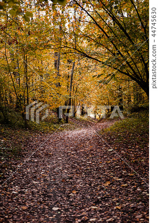 Path in the wood or park.Autumn season Path in the wood or park.Autumn season 44745630