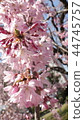 Cherry Blossoms	 44745757