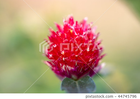 紅花 紅花 44745796