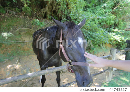 在沖繩遇見馬匹 44745837