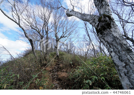 Akanuma mountain climbing course scenery (near the summit) 44746061
