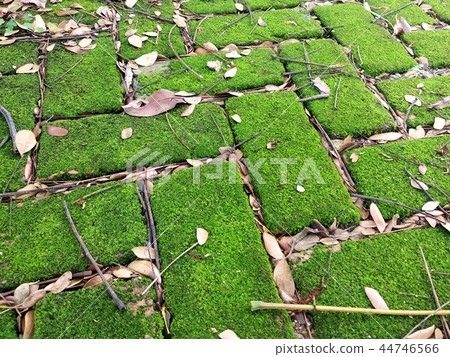 Green moss grows on the surface of clay brick Green moss grows on the surface of clay brick 44746566
