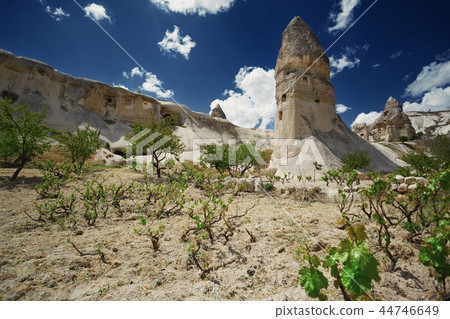 Wineyard in Cappadocia 44746649