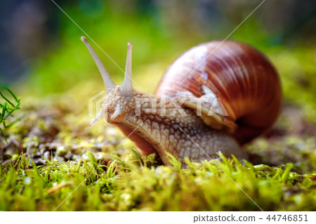 Helix pomatia also Roman snail, Burgundy snail 44746851