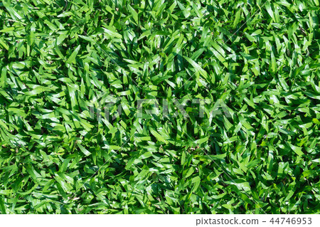 background of a green grass texture 44746953