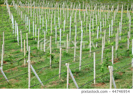 Row of cement pole grape farm. 44746954