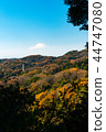 秋天的樹葉 44747080