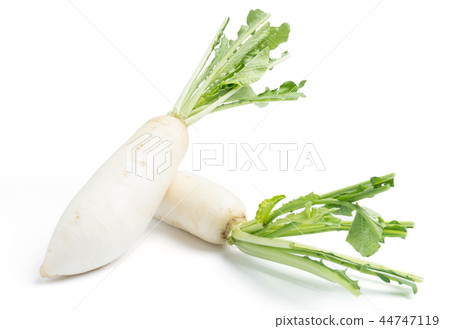 daikon radishes isolated on white 44747119