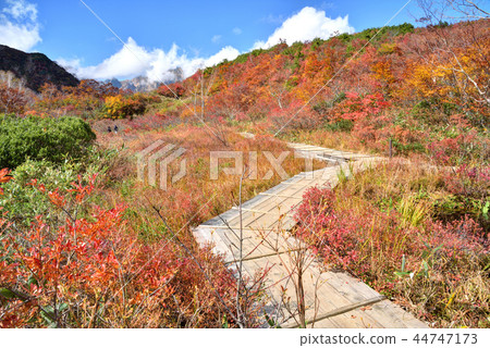 長野縣白馬村白馬五龍秋葉從阿爾卑斯山平坦的自然小徑 44747173