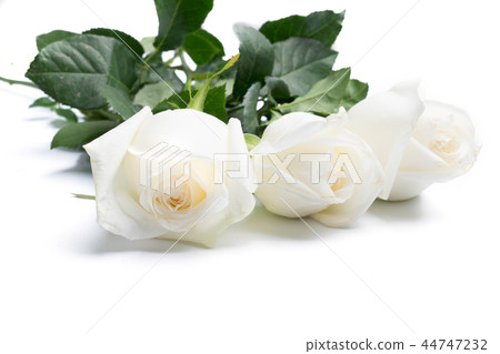 White roses on a white 44747232