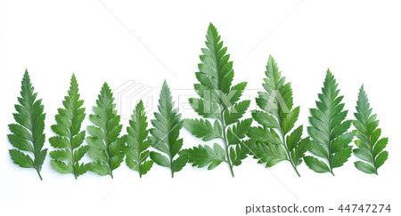 forest treeline made green leaves 44747274