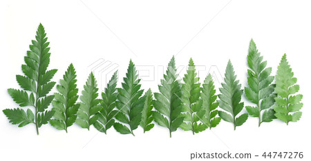 forest treeline made green leaves 44747276