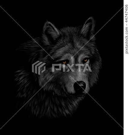 Portrait of a wolf head on a black background Portrait of a wolf head on a black background 44747406