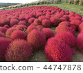 KOKIA 44747878