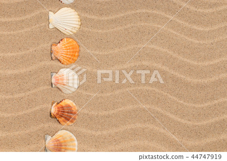 Line made of seashell among sand dunes. Line made of seashell among sand dunes. 44747919