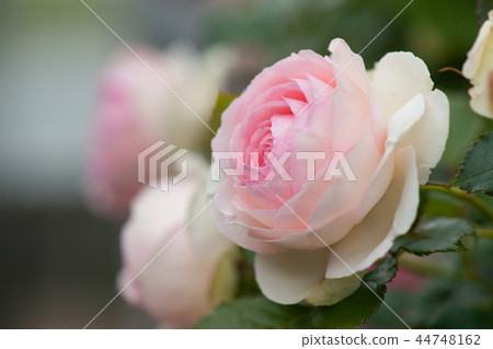 The season of the rose The season of the rose 44748162
