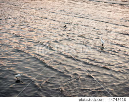 淡水河邊 44748618