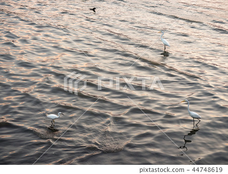 淡水河邊 44748619