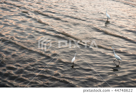 淡水河邊 淡水河邊 44748622
