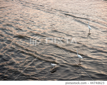 淡水河邊 44748623