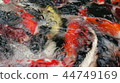 Variety ornamental Koi carp fishes swim in pond 44749169