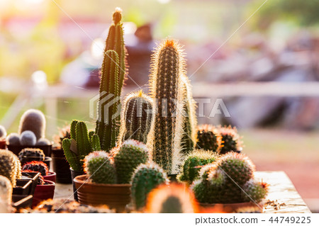 Small cactuses and succulents at the flower shop Small cactuses and succulents at the flower shop 44749225