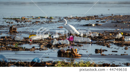 Egretta garzetta walking between many plastic bottles and garbage 44749638