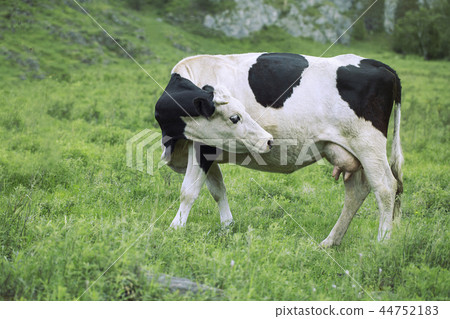 Cow graze in the meadow Cow graze in the meadow 44752183