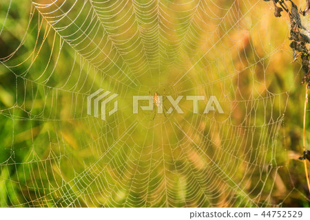 Garden spider or Argiope aurantia in its net 44752529