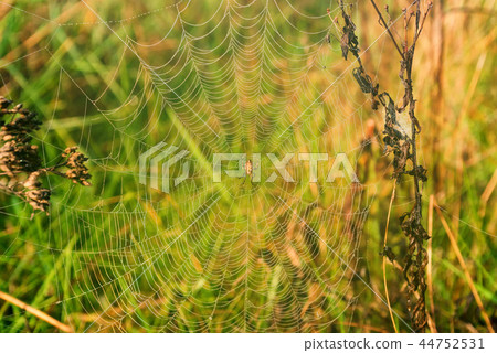 Garden spider or Argiope aurantia in its net Garden spider or Argiope aurantia in its net 44752531