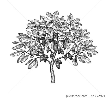 Cocoa tree ink sketch. 44752921