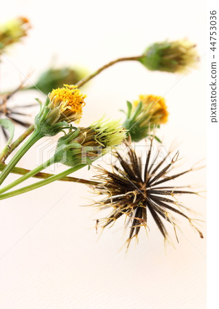  三葉鬼針草 44753036