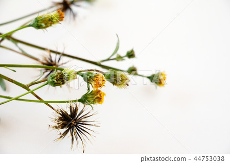 三葉鬼針草 三葉鬼針草 44753038