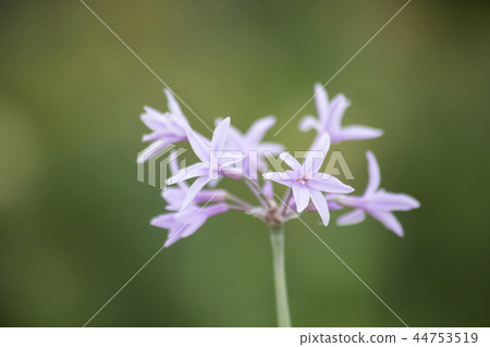 Society garlic Society garlic 44753519