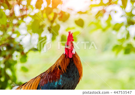 Rooster portrait. Beautiful multi colored rooster. 44753547