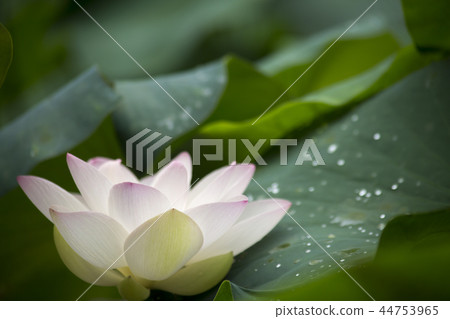Lotus flower 44753965