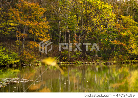 Autumn leaves and ponds 44754199