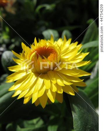 Mugi Warak Kokoro 44754209