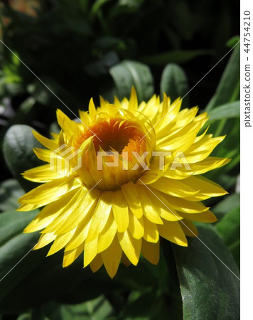 Mugi Warak Kokoro 44754210