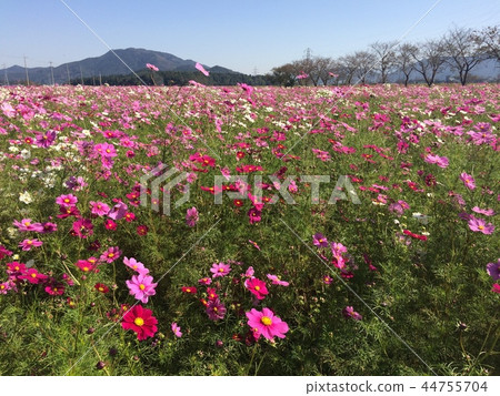 Cosmos bloom Cosmos bloom 44755704