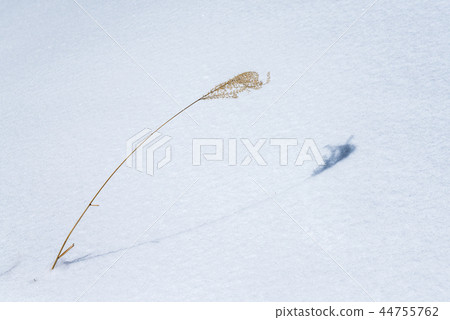 One dead persimmon on the snow surface One dead persimmon on the snow surface 44755762
