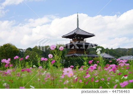 日本的原始景觀，奈良秋天的Hokiji寺 44756463