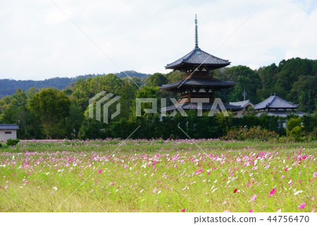 日本的Heart-Nara秋天Hokiji寺廟 44756470