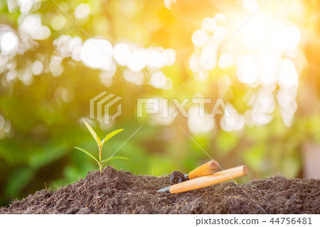 Small plant growing in the garden. Fresh start Small plant growing in the garden. Fresh start 44756481